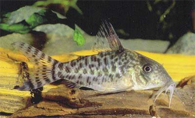 Corydoras sp. C74